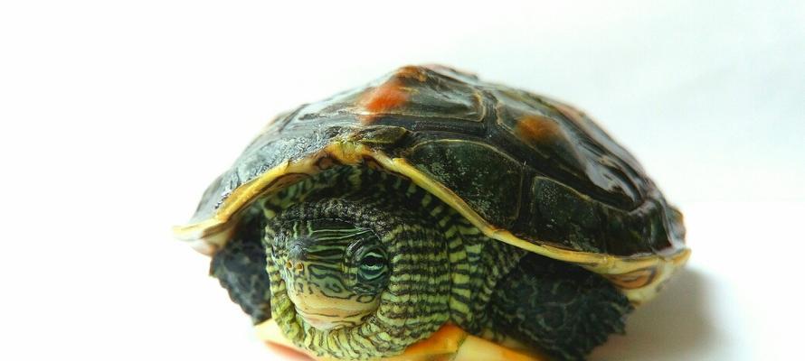 中华花龟饲养方法详解（营养、环境、疾病防治等全方位指导）