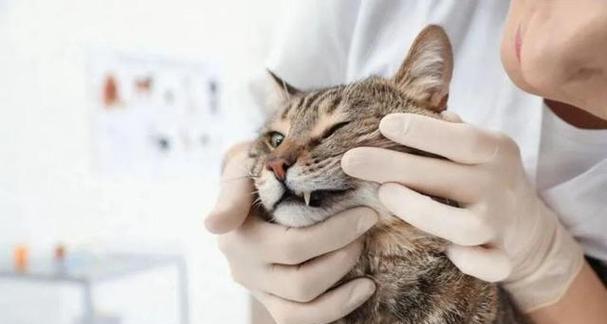 小心！猫咪口臭这件事你一定要知道！（为什么猫咪会出现口臭？如何防止猫咪口臭？）