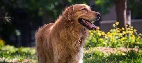 如何挑选一只忠诚的狗狗？（从宠物的品种、性格、健康等方面考虑，选择一只忠诚的狗狗。）