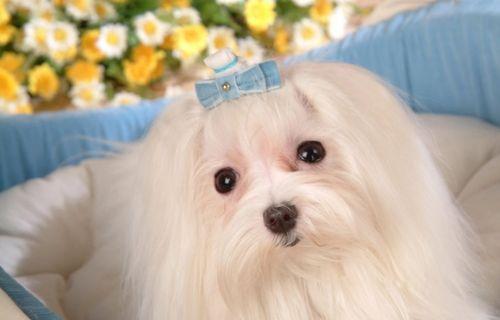如何以马尔济斯犬训练成为宠物训练高手（马尔济斯犬的特点和培训方法）