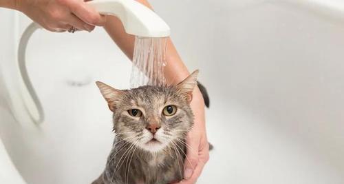 如何给宠物猫咪洗澡？（全面准备指南，让你的猫咪爱上洗澡！）