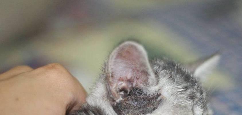 如何清理小猫耳朵脏？（宠物照顾的必要技巧）
