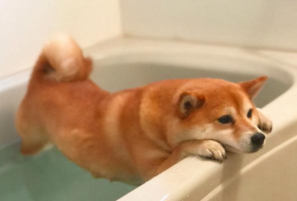 如何判断你的宠物柴犬是否缺钙？（了解缺钙的表现和预防措施）