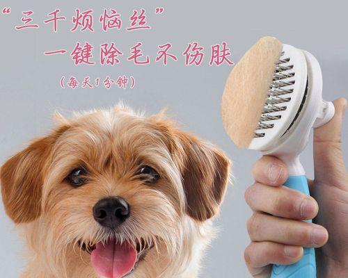 如何正确给狗狗梳毛？（掌握正确梳毛技巧，让你的狗狗更健康舒适）