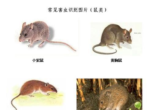 北美负鼠的饲养方法：打造舒适宜居的负鼠家园