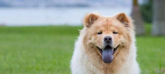 松狮犬饲养误区大揭秘（宠物爱好者必读！避免这些误区，让你的松狮犬健康快乐成长）