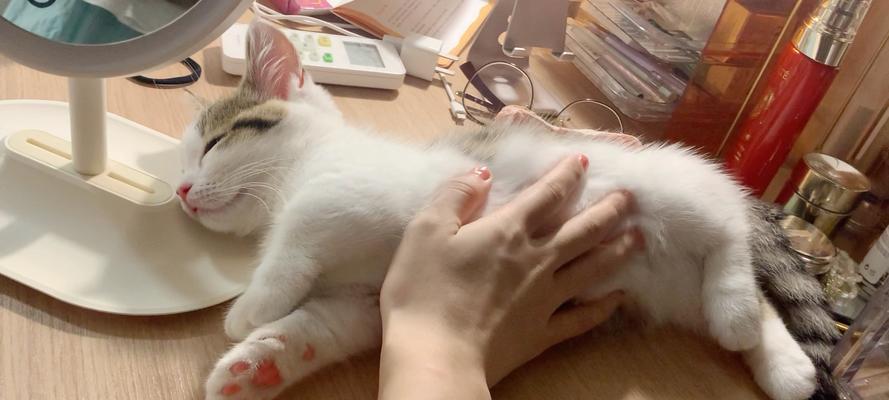 小猫摸不摸？——与宠物猫的亲密接触（小猫能不能常常摸？如何正确与宠物猫接触？）