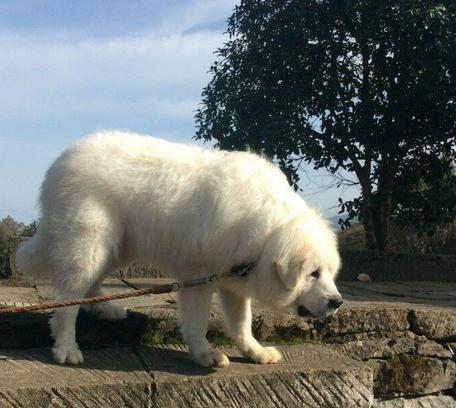 大白熊犬训练秘籍（让你的宠物成为听话的好伙伴）