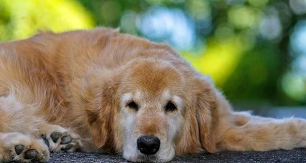 教你如何制止幼犬夜间吠叫（从宠物角度出发，让你的狗狗安静入眠）