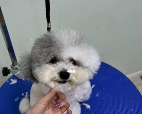 DIY狗宝宝美容（让宠物更可爱的10种方法）