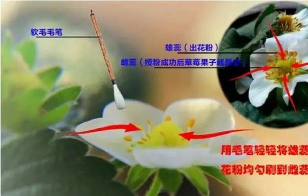 宠物因食用丝毛梗导致疾病该如何预防？（关注宠物健康，及时防范丝毛梗风险）