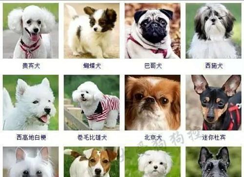 认识喜乐蒂牧羊犬——一种聪明可爱的宠物（了解喜乐蒂牧羊犬的性格、外貌、饲养方法和训练技巧）