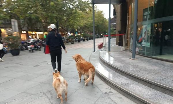 携犬乘车必备小常识（掌握这些关键点，让你和宠物安全出行）