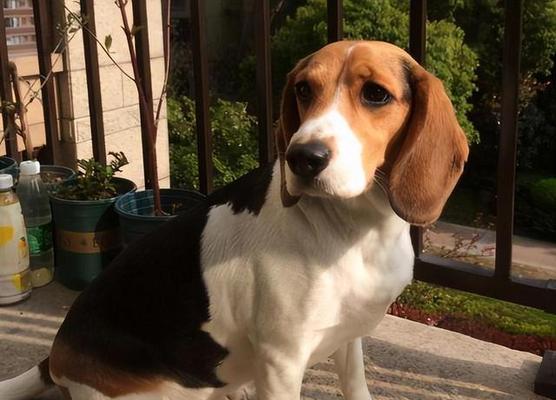 哈利犬饲养指南（了解如何照顾你的可爱哈利犬）