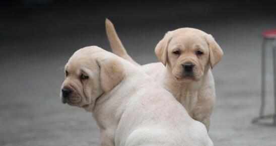 如何饲养健康快乐的拉布拉多犬（从幼年到成年，让你的宠物成为你的忠诚伙伴）