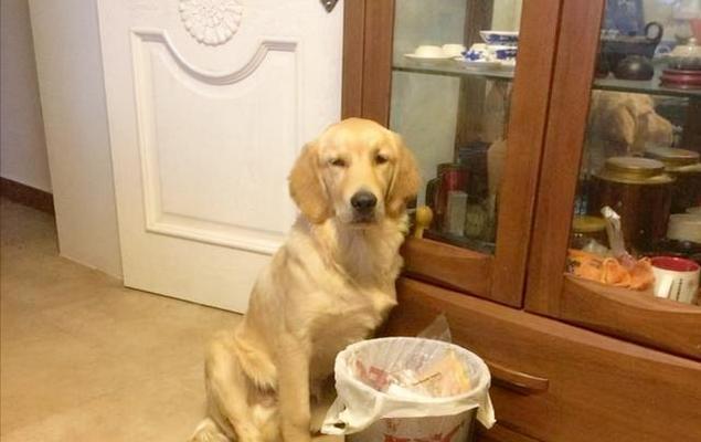 如何解决金毛挑食问题？（以宠物为主，让爱犬不再挑食）