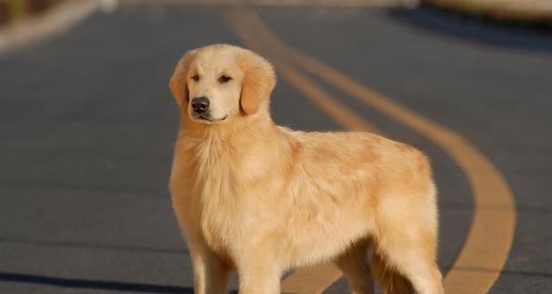 打造金毛幼犬健康心理的指南（培养快乐、自信、稳定的犬儿成长）