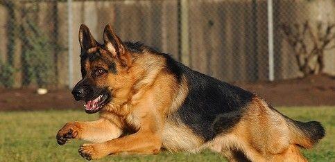 德国牧羊犬训练秘籍——打造优秀的宠物（从基础到进阶，教你如何训练一只听话的德国牧羊犬）