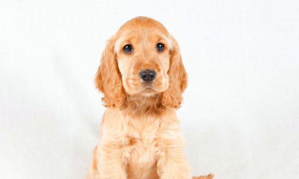 可卡犬养殖宝典（打造健康可爱的小狗狗）