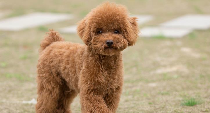 养小泰迪犬的专家建议（如何科学合理地喂养小泰迪犬-水果篇）