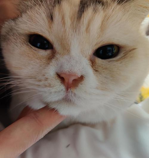 宠物猫出现哮踹和拉稀问题的原因和解决方法（宠物猫咪生病的可能原因及治疗方法）