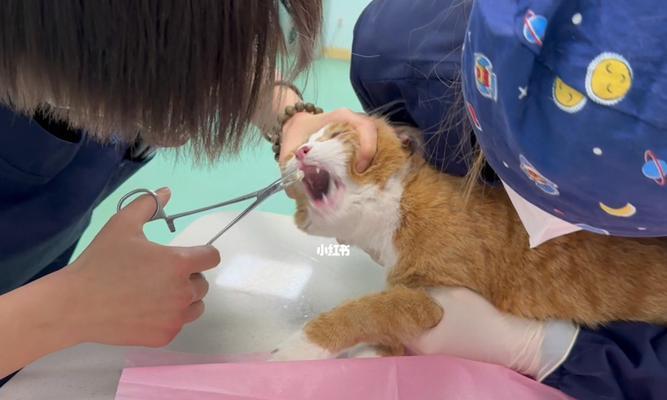 幼犬吃驱虫药吐了怎么办？（宠物幼犬误食驱虫药后的应对措施）