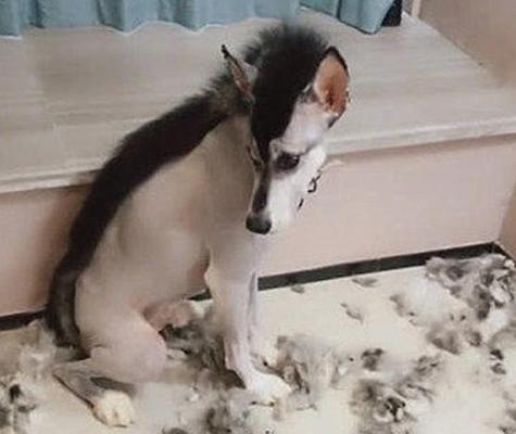 哈士奇为什么在冬季掉毛？（探究哈士奇冬季掉毛的原因和应对方法）