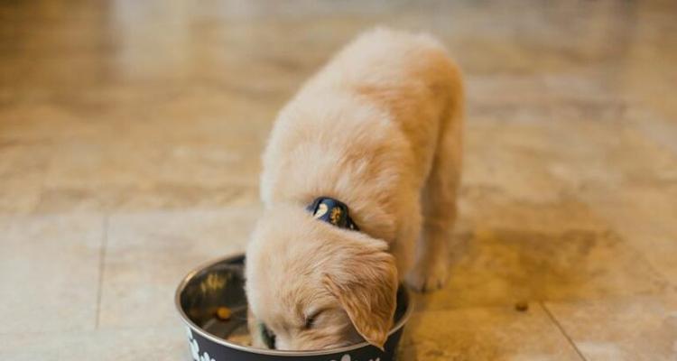 小狗喂食间隔多久合适？（以宠物为主，科学喂养）