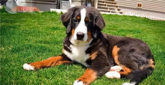 如何让你的伯恩山犬多吃狗粮（以宠物为主，让你的狗狗健康成长）
