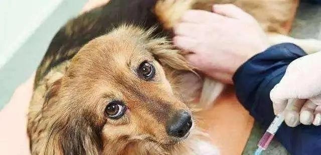 如何分辨星期狗？三招教你轻松辨别！（从宠物外貌、行为、习惯入手，掌握分辨星期狗的要领！）