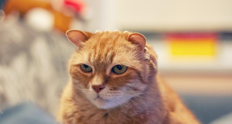 宠物猫咪的耳朵护理技巧（注意耳朵清洁，预防疾病）
