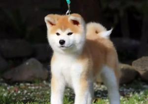 养秋田犬，好还是不好？（了解秋田犬的特性与需求，成为贴心宠物主人）