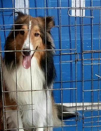 如何为喜乐蒂犬接种疫苗（宠物健康保障，预防疾病关键）