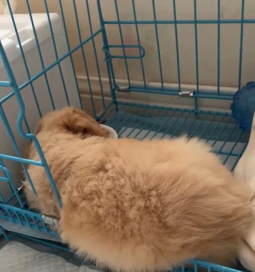 为什么狗会把饭碗倒过来？（揭秘宠物狗神奇行为，行为主题）