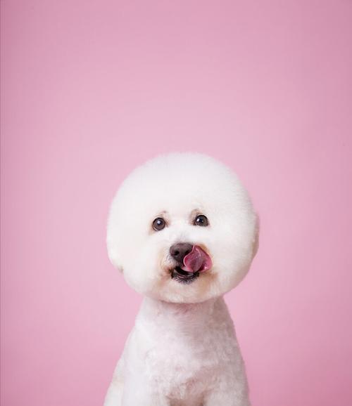 如何训练比熊犬胆量？（让你的宠物变得勇敢自信。）