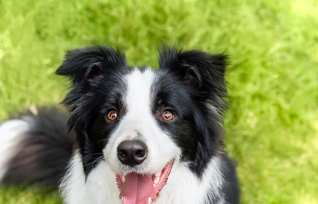 「边境牧羊犬上火了怎么办」（「宠物健康管理的重要性及预防和治疗边境牧羊犬上火的方法」）