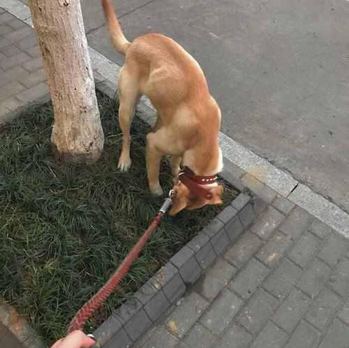 如何训练哈士奇跳膝？（以宠物为主的训练教程）
