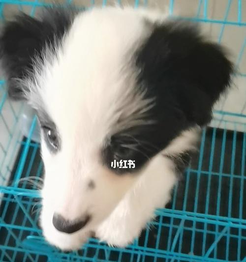 让你的边境牧羊犬学会趴下的绝妙方法（培养你的宠物成为趴下高手，）