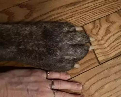 狗狗后腿为什么会站不起来？（探究原因及预防方法，以宠物为主）