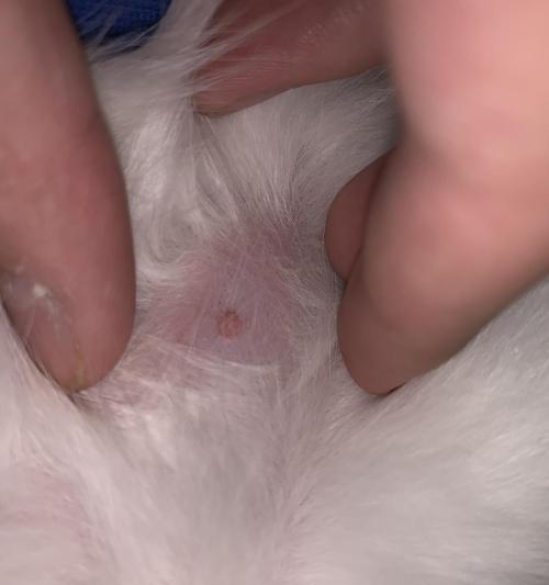 小猫脐带连着的原因是什么？（探究小猫脐带连着的真相）