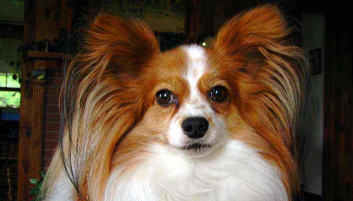 如何正确护理蝴蝶犬毛发（以宠物为主，让蝴蝶犬毛发更健康）