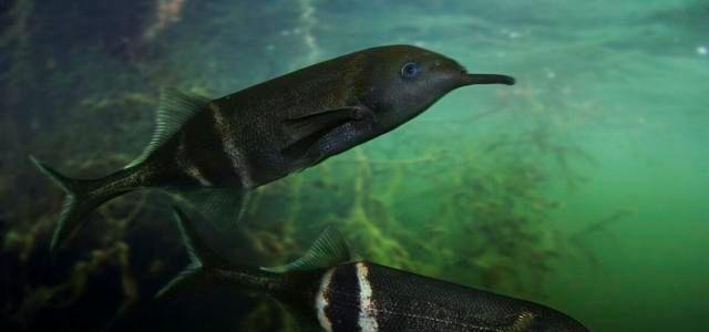象鼻鱼的饲养方法（打造宠物水族箱的养鱼攻略）