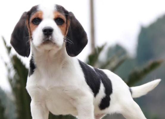 哈利犬的饲养指南（打造健康、快乐的宠物生活）