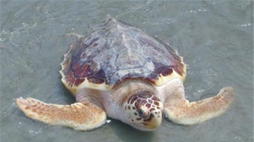 太平洋天狗吊的饲养方法（了解如何正确饲养这种独特的水生生物）