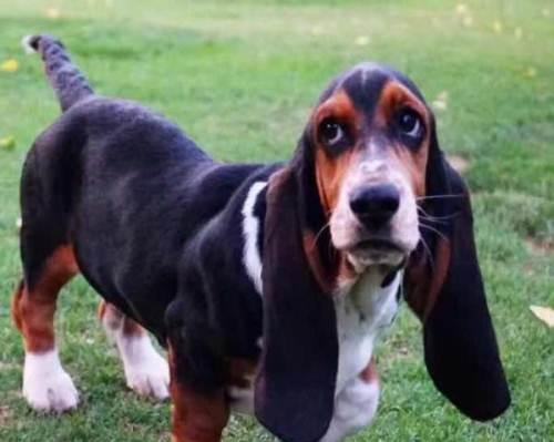 巴吉度猎犬的饲养技巧（做好这15点，让你的巴吉度猎犬更健康快乐）