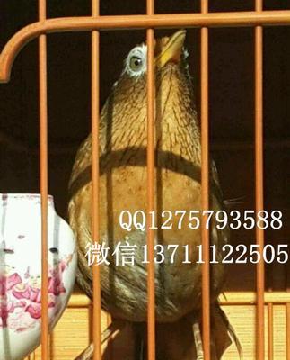 画眉鲷的饲养方法（从环境、饲料、水质到繁殖，全方位了解画眉鲷的养殖技巧）