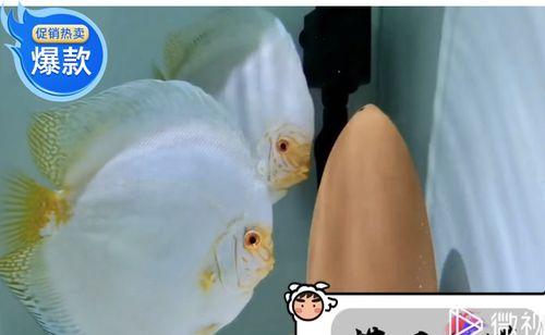 中白蝴蝶鱼的养殖技巧（如何正确饲养健康的中白蝴蝶鱼？）