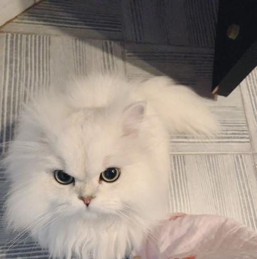 如何饲养金吉拉猫（让您成为最棒的金吉拉猫主人）