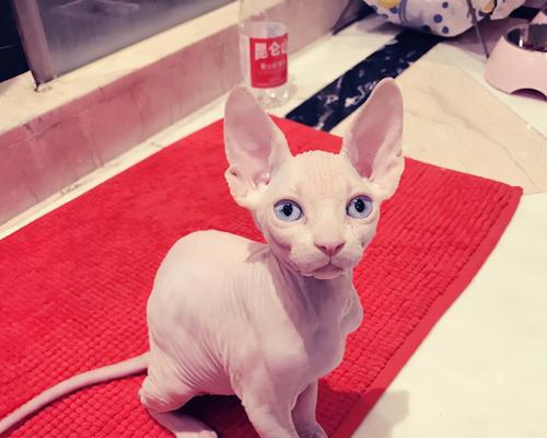 斯芬克斯猫的饲养方法（打造温暖舒适的家庭环境）
