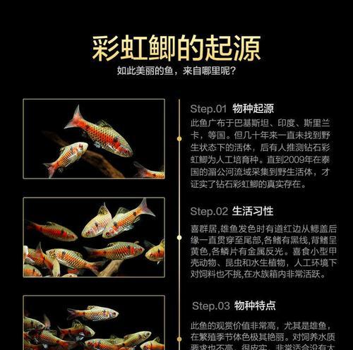 如何正确饲养彩虹鲨？（宠物爱好者必看，掌握彩虹鲨的饲养技巧！）